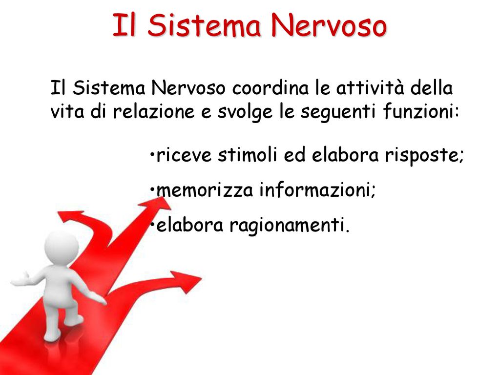Il Sistema Nervoso Il Sistema Nervoso coordina le attività della vita di relazione e svolge le seguenti funzioni: