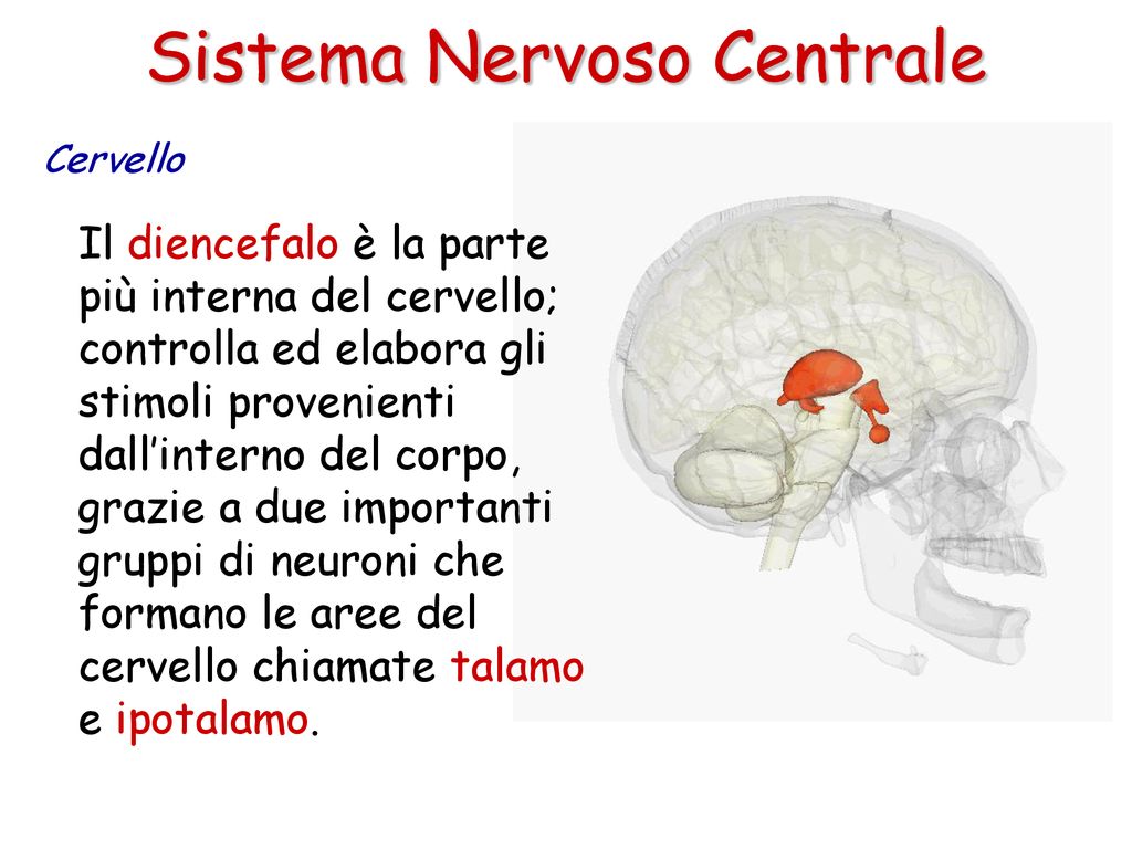 Sistema Nervoso Centrale Sistema Nervoso Centrale
