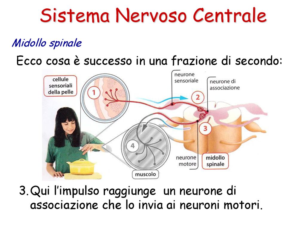 Sistema Nervoso Centrale