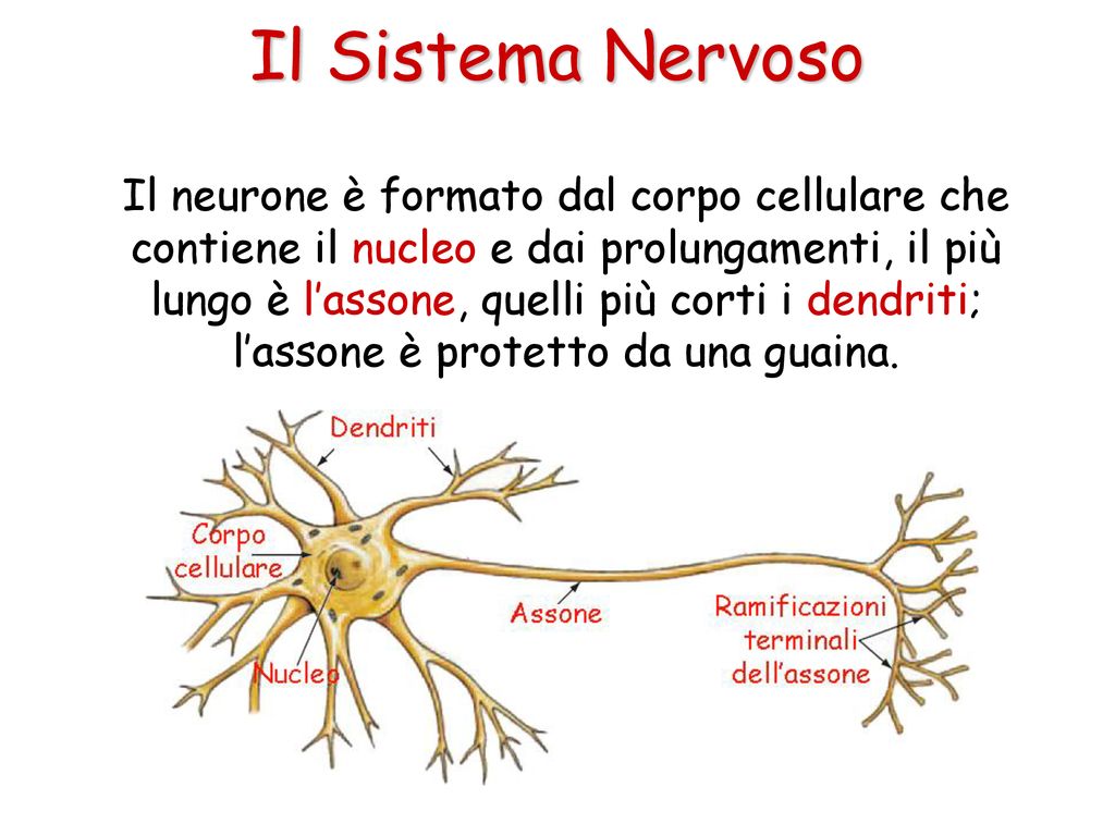 Il Sistema Nervoso