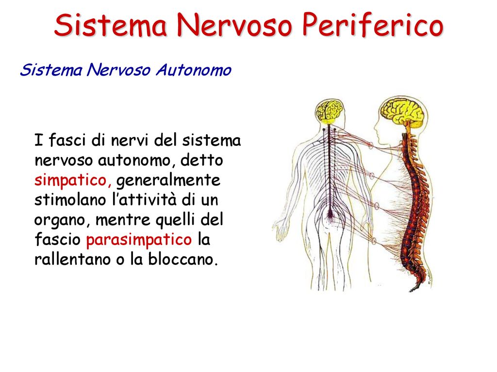 Sistema Nervoso Periferico