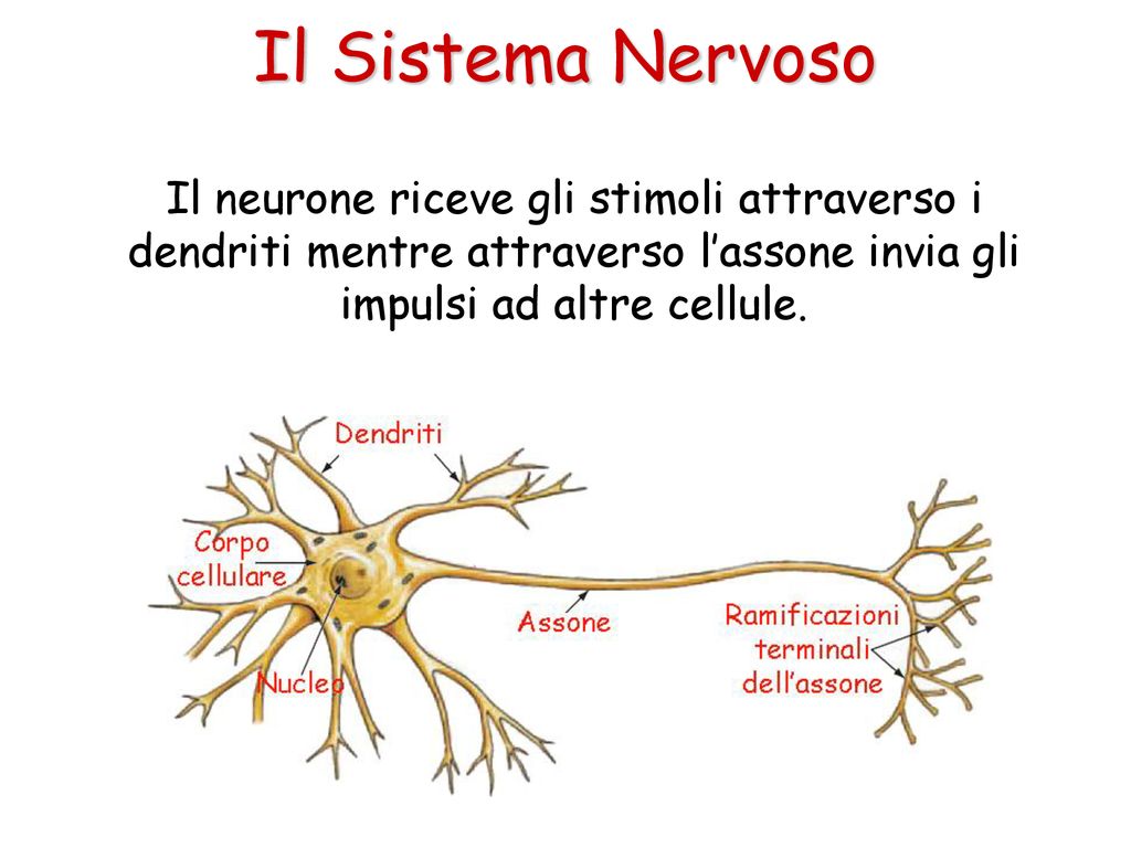 Il Sistema Nervoso Il neurone riceve gli stimoli attraverso i dendriti mentre attraverso l’assone invia gli impulsi ad altre cellule.
