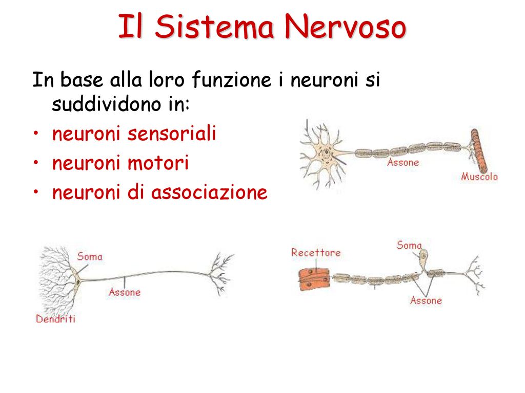 Il Sistema Nervoso In base alla loro funzione i neuroni si suddividono in: neuroni sensoriali. neuroni motori.