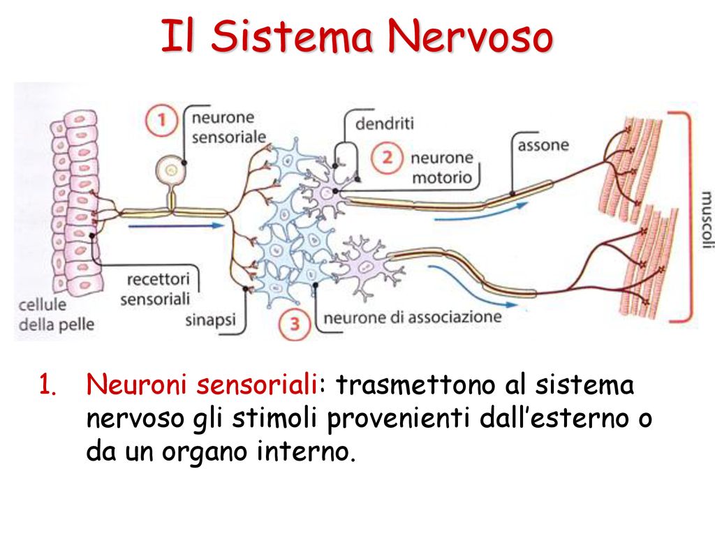 Il Sistema Nervoso Neuroni sensoriali: trasmettono al sistema nervoso gli stimoli provenienti dall’esterno o da un organo interno.