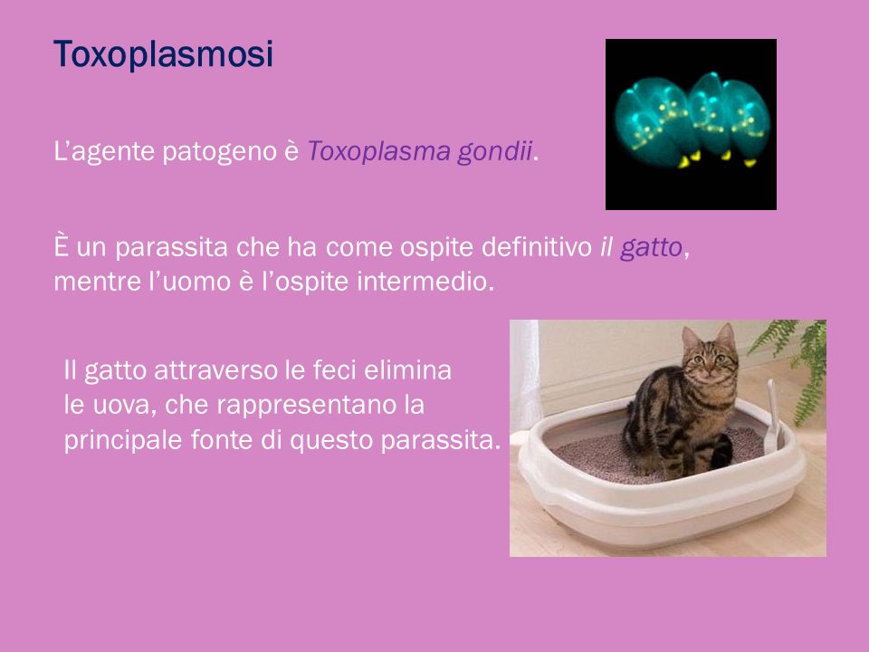 Toxoplasmosi L’agente patogeno è Toxoplasma gondii.
