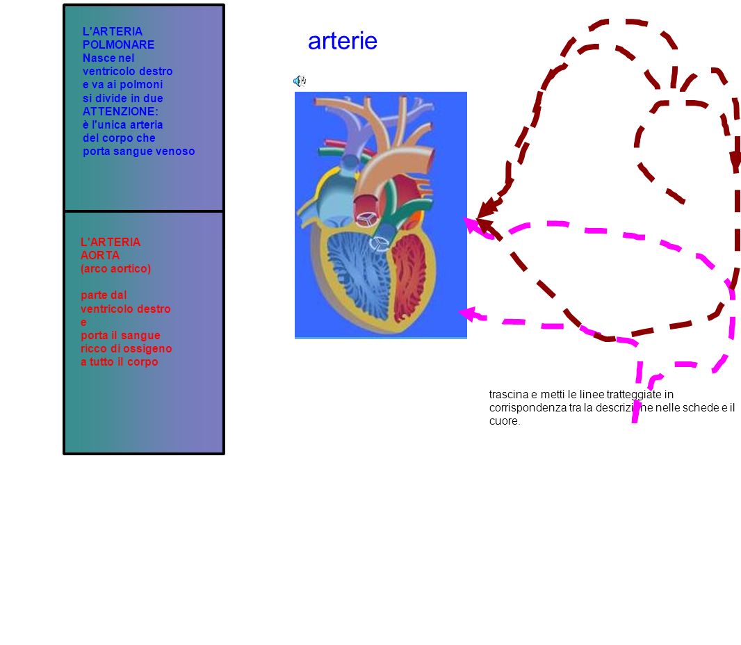 arterie L ARTERIA POLMONARE Nasce nel ventricolo destro