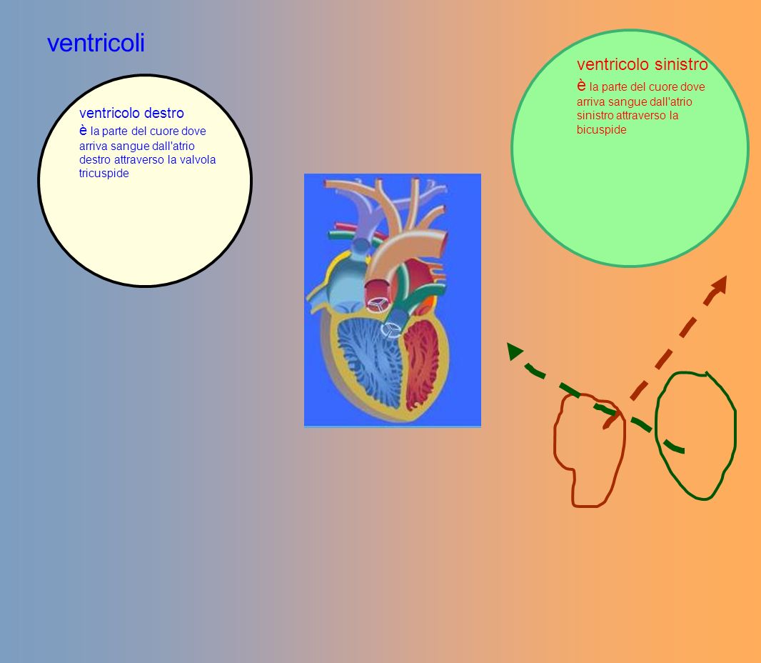 ventricoli ventricolo sinistro