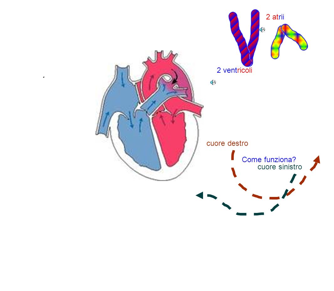 2 ventricoli 2 atrii cuore destro Come funziona cuore sinistro