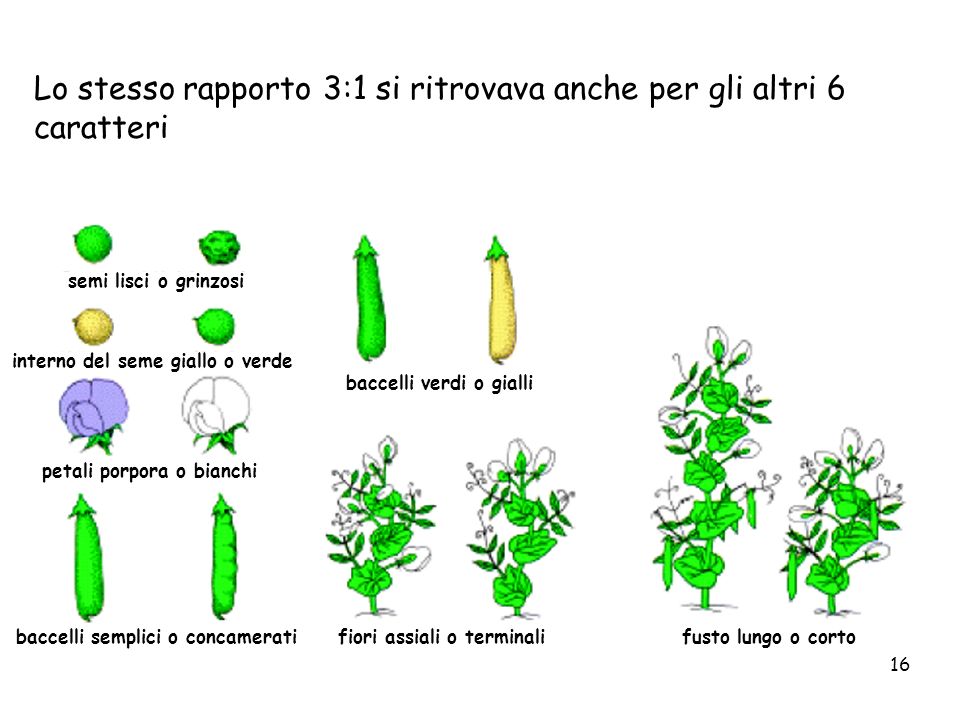 interno del seme giallo o verde baccelli semplici o concamerati