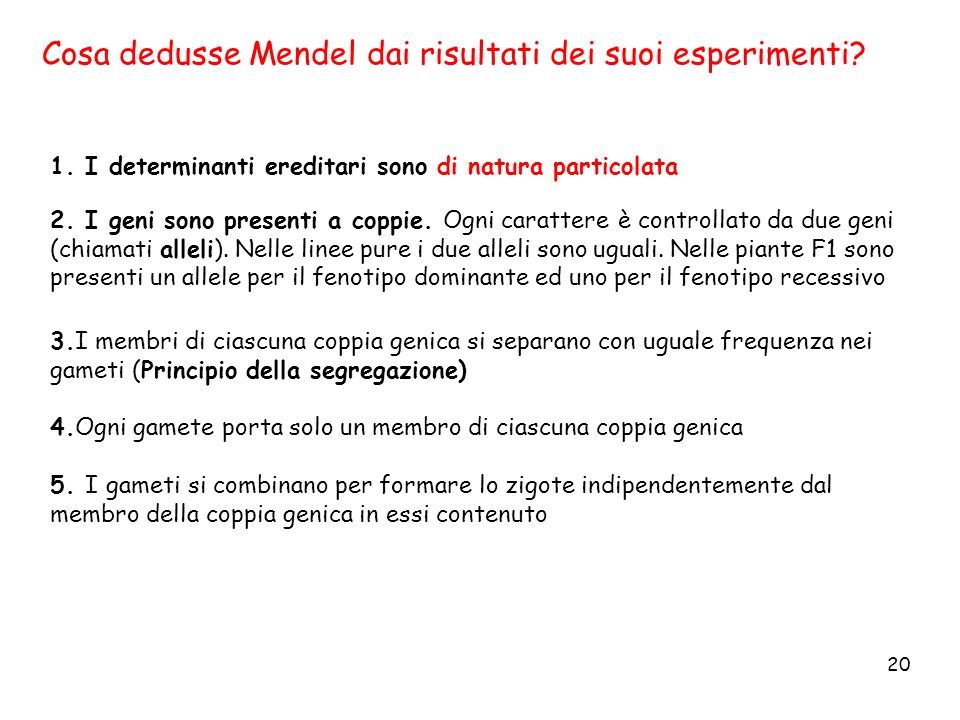Cosa dedusse Mendel dai risultati dei suoi esperimenti