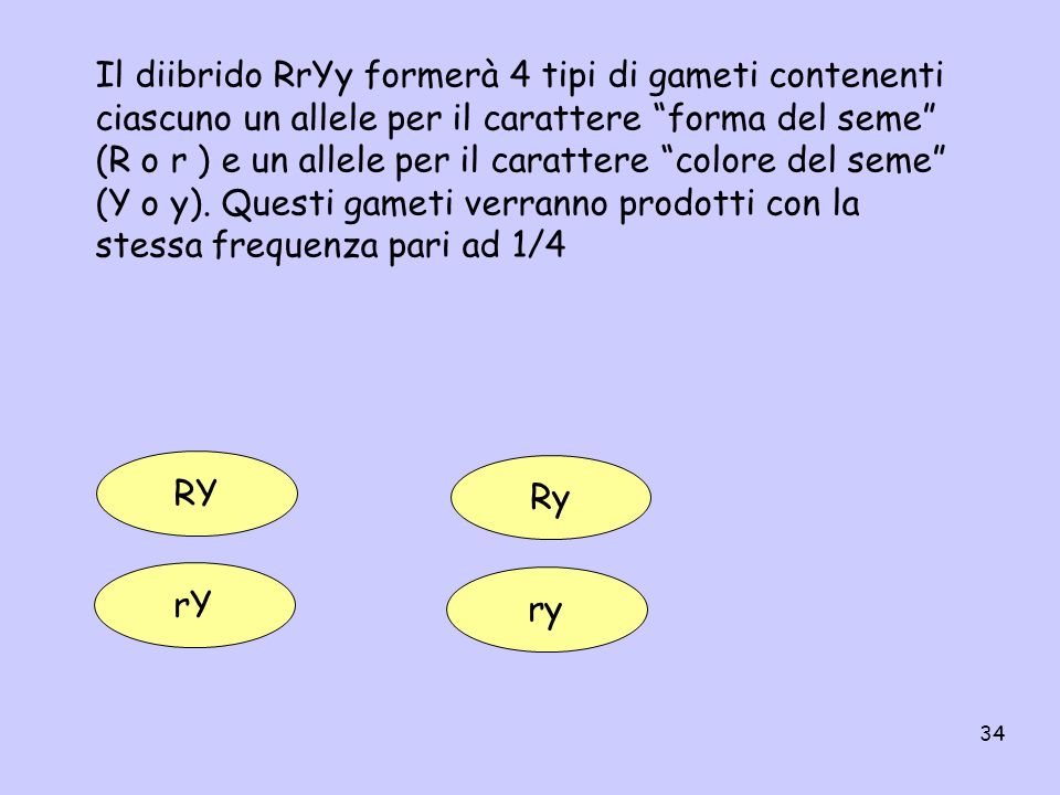 Il diibrido RrYy formerà 4 tipi di gameti contenenti ciascuno un allele per il carattere forma del seme (R o r ) e un allele per il carattere colore del seme (Y o y). Questi gameti verranno prodotti con la stessa frequenza pari ad 1/4