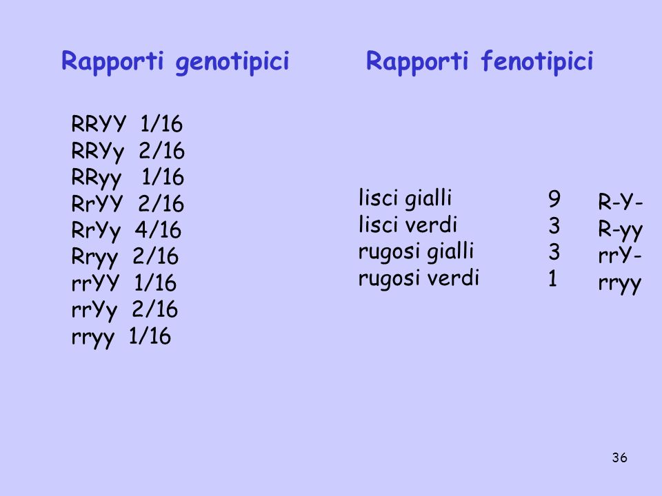 Rapporti genotipici Rapporti fenotipici RRYY 1/16 RRYy 2/16 RRyy 1/16