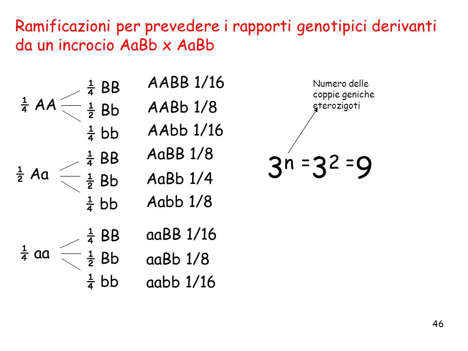 Ramificazioni per prevedere i rapporti genotipici derivanti da un incrocio AaBb x AaBb