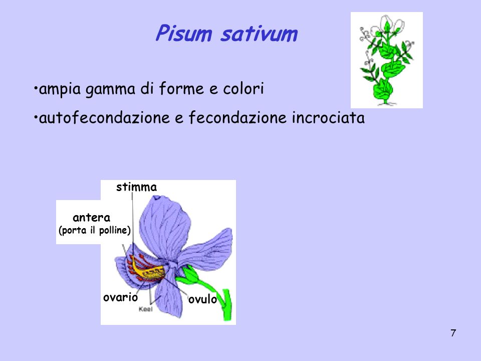 Pisum sativum ampia gamma di forme e colori