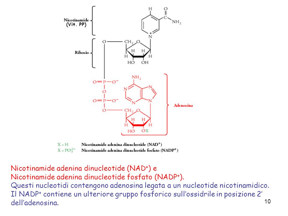 Nicotinamide adenina dinucleotide (NAD+) e