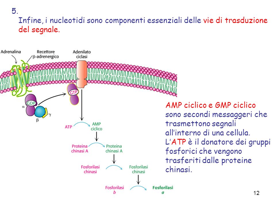5. Infine, i nucleotidi sono componenti essenziali delle vie di trasduzione. del segnale. AMP ciclico e GMP ciclico sono secondi messaggeri che.
