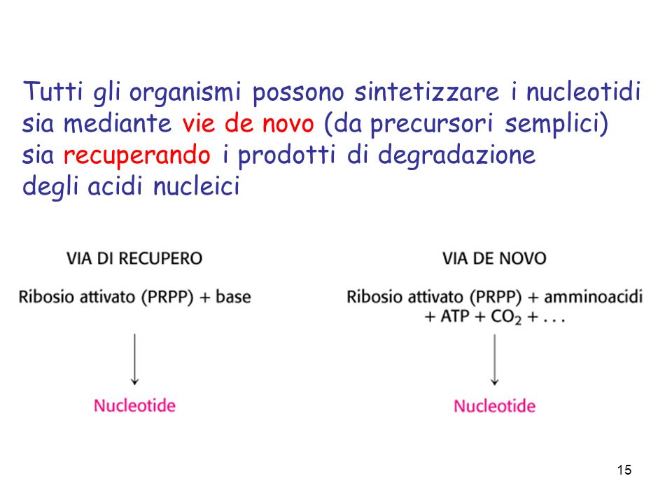 Tutti gli organismi possono sintetizzare i nucleotidi