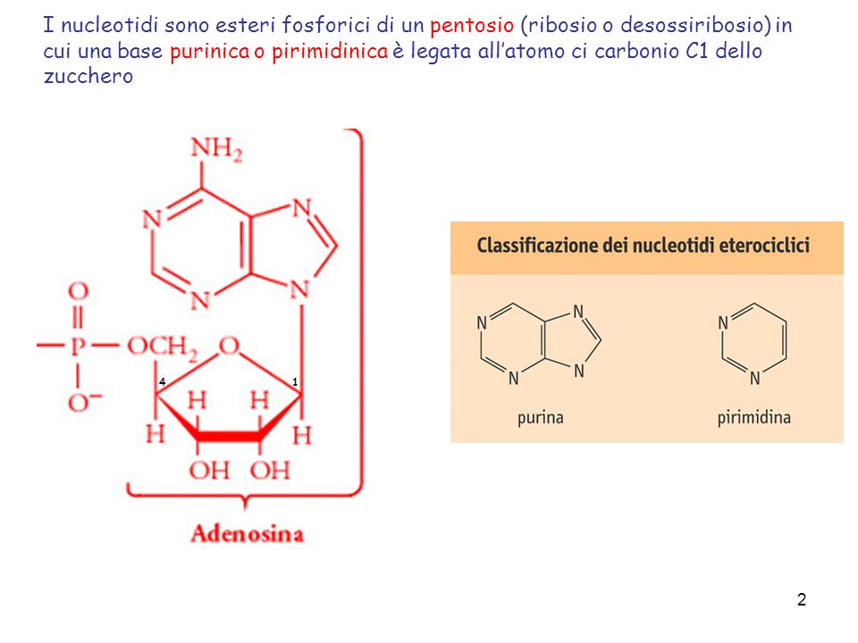 I nucleotidi sono esteri fosforici di un pentosio (ribosio o desossiribosio) in cui una base purinica o pirimidinica è legata all’atomo ci carbonio C1 dello zucchero