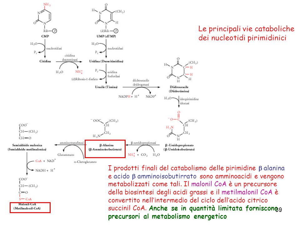 Le principali vie cataboliche dei nucleotidi pirimidinici