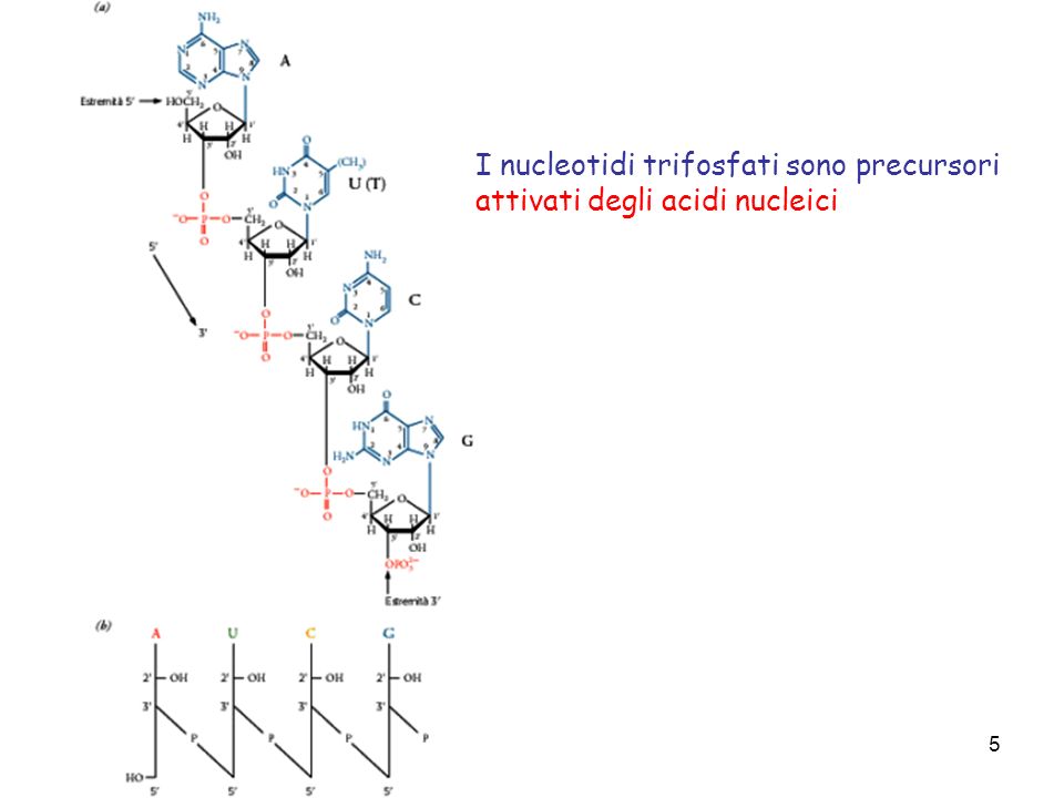 I nucleotidi trifosfati sono precursori attivati degli acidi nucleici