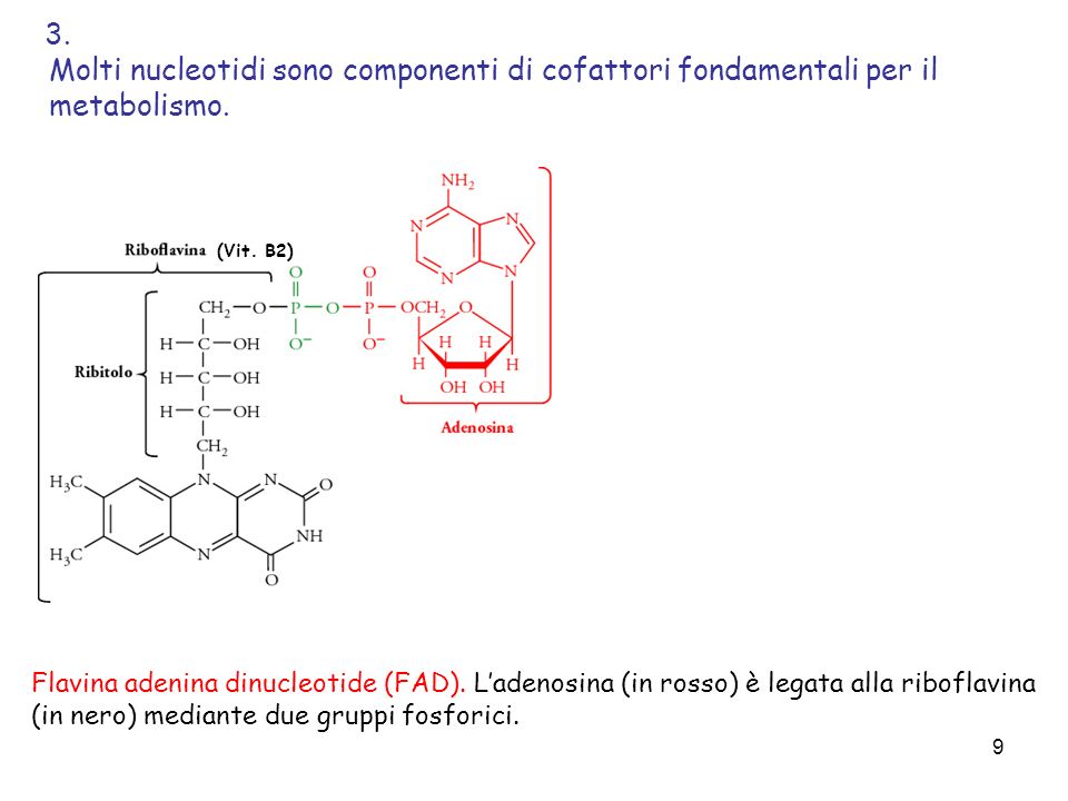 3. Molti nucleotidi sono componenti di cofattori fondamentali per il metabolismo. (Vit. B2)