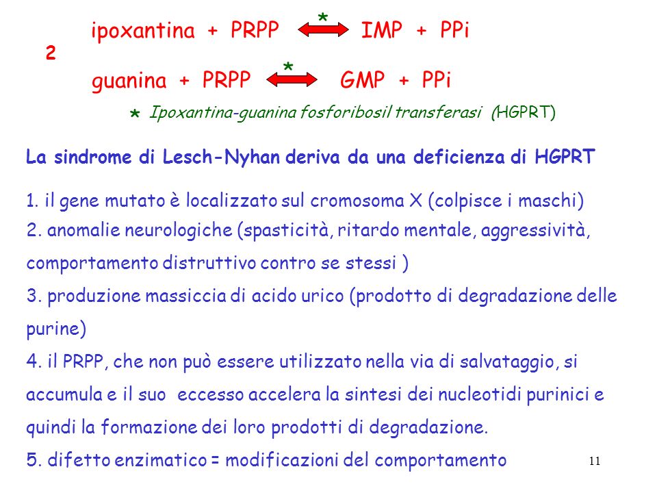 * ipoxantina + PRPP IMP + PPi guanina + PRPP GMP + PPi * * 2