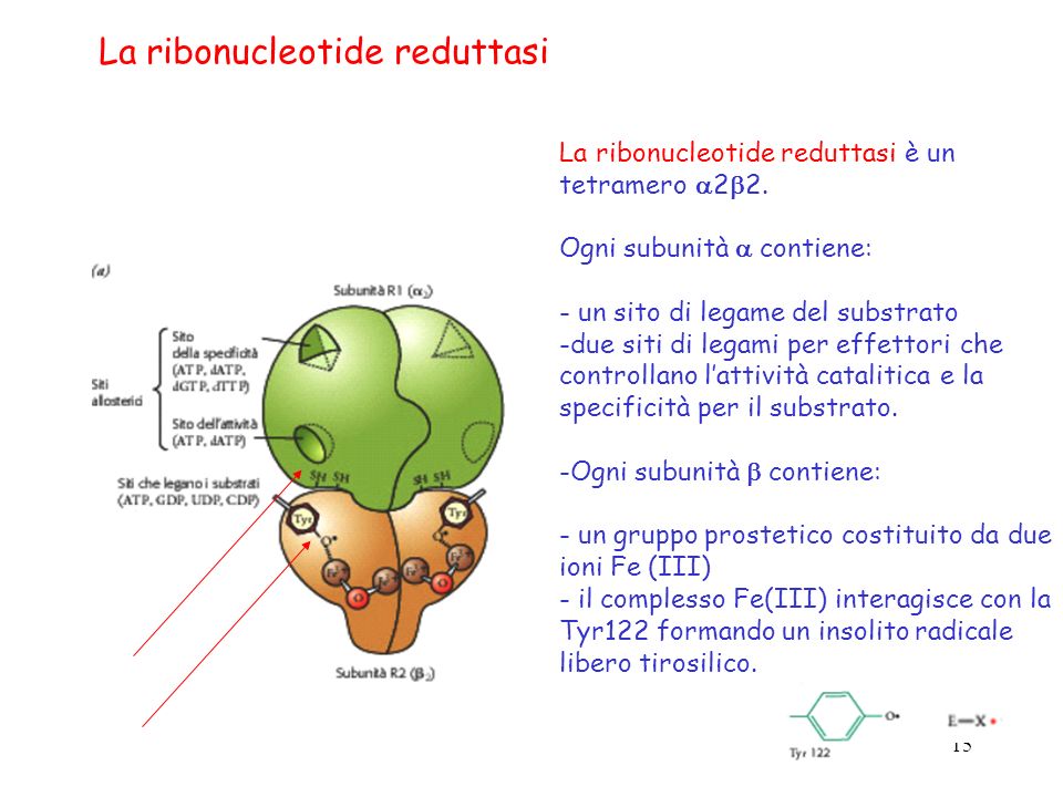 La ribonucleotide reduttasi