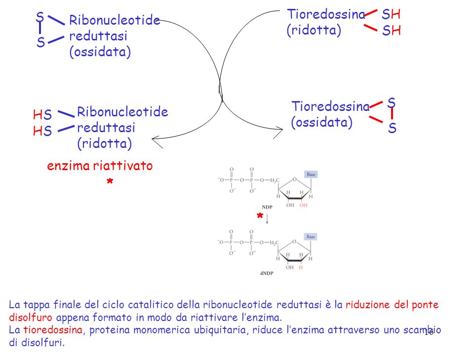 SH Tioredossina (ridotta) S (ossidata) S Ribonucleotide reduttasi