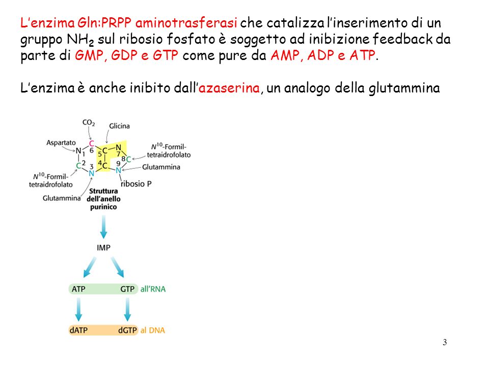 L’enzima Gln:PRPP aminotrasferasi che catalizza l’inserimento di un gruppo NH2 sul ribosio fosfato è soggetto ad inibizione feedback da parte di GMP, GDP e GTP come pure da AMP, ADP e ATP.