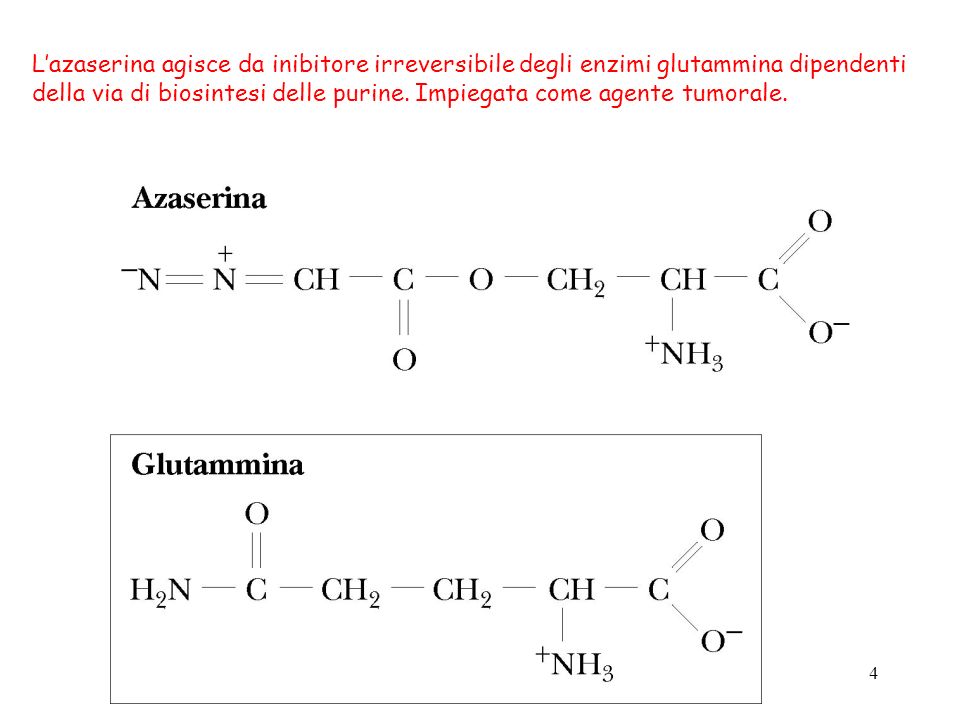 L’azaserina agisce da inibitore irreversibile degli enzimi glutammina dipendenti
