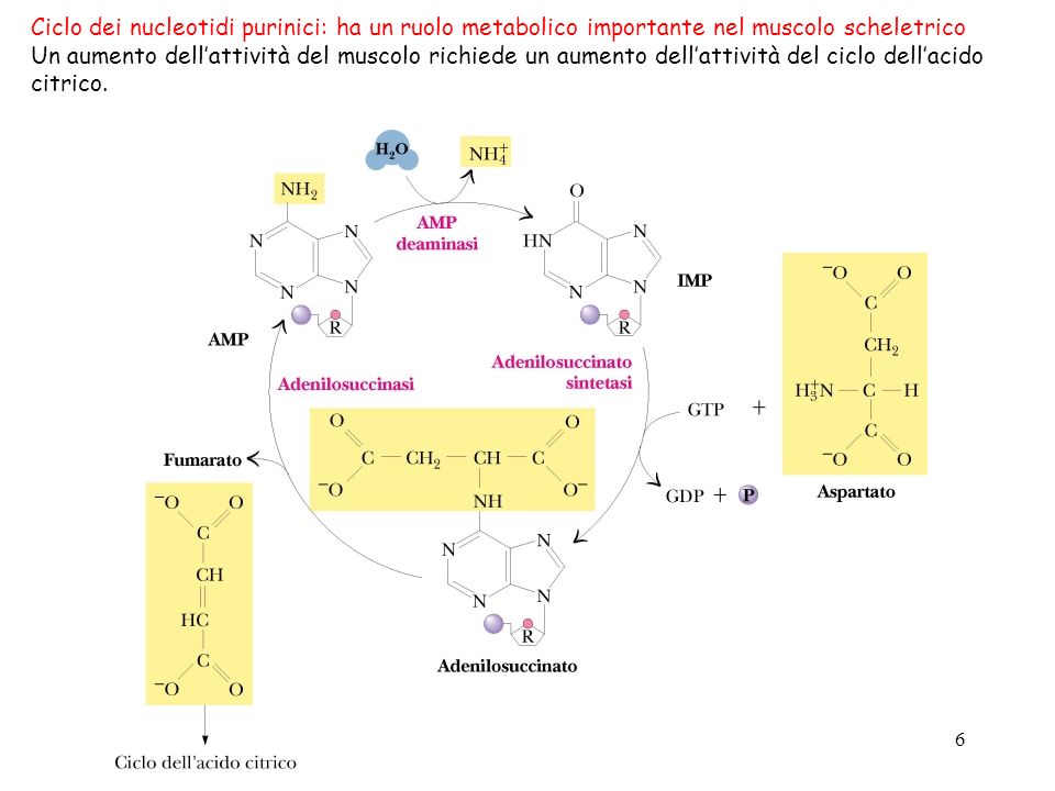 Ciclo dei nucleotidi purinici: ha un ruolo metabolico importante nel muscolo scheletrico
