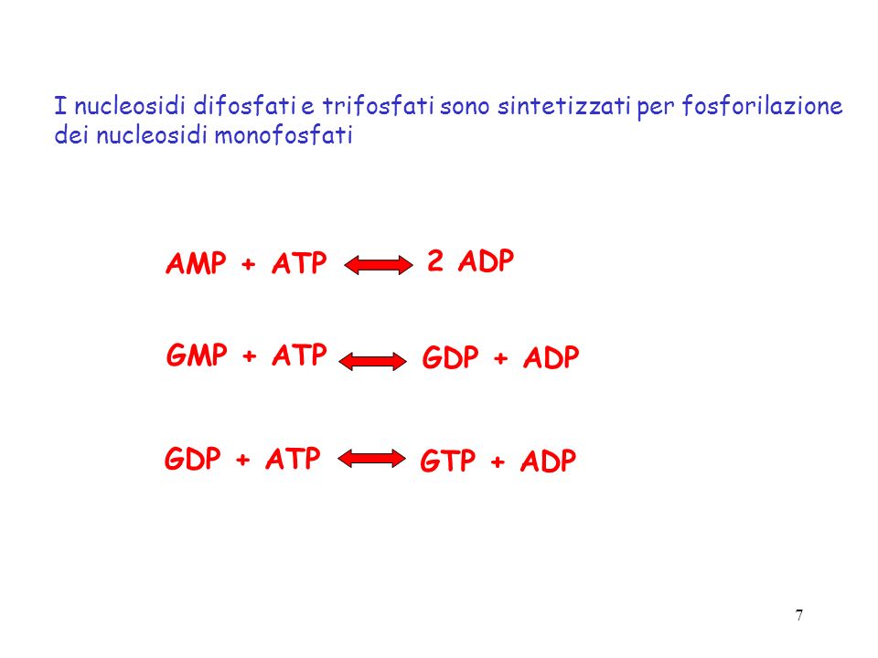 AMP + ATP 2 ADP GMP + ATP GDP + ADP GDP + ATP GTP + ADP