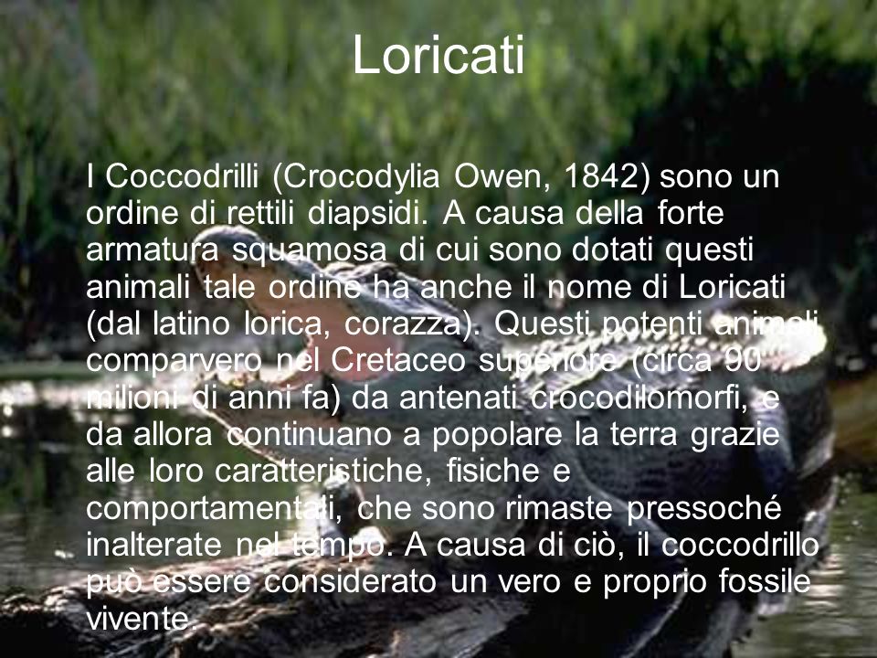 Loricati