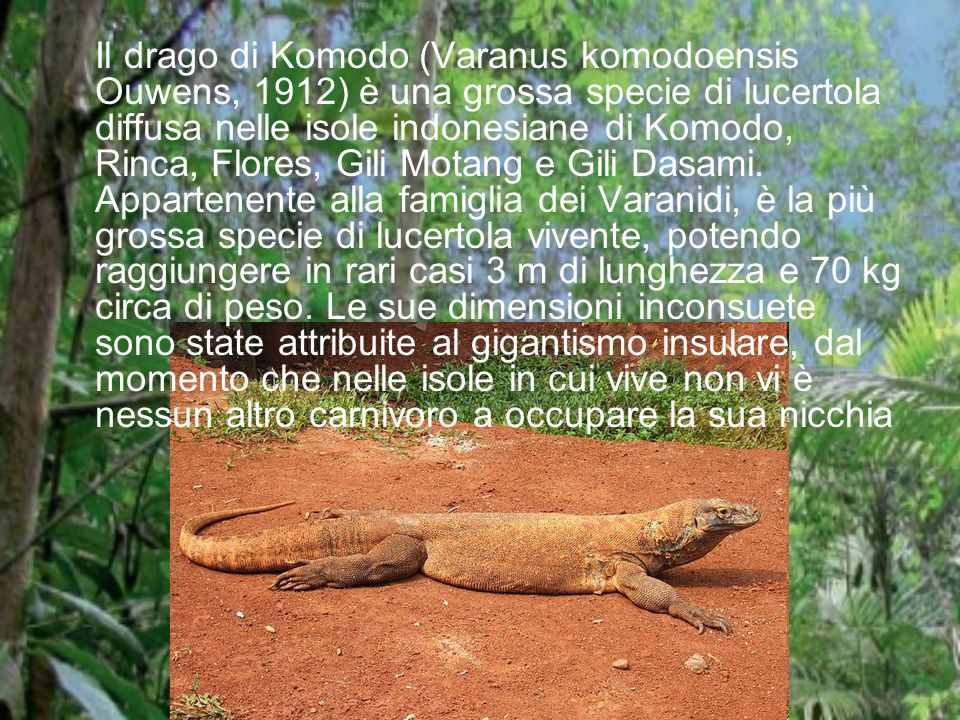 Il drago di Komodo (Varanus komodoensis Ouwens, 1912) è una grossa specie di lucertola diffusa nelle isole indonesiane di Komodo, Rinca, Flores, Gili Motang e Gili Dasami.