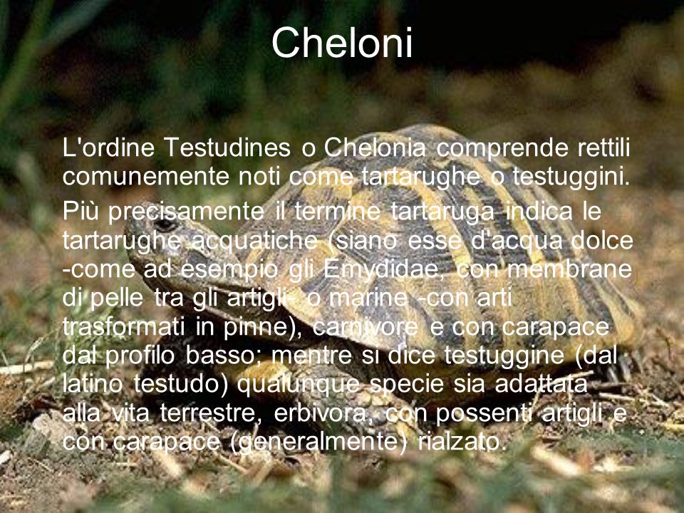 Cheloni L ordine Testudines o Chelonia comprende rettili comunemente noti come tartarughe o testuggini.