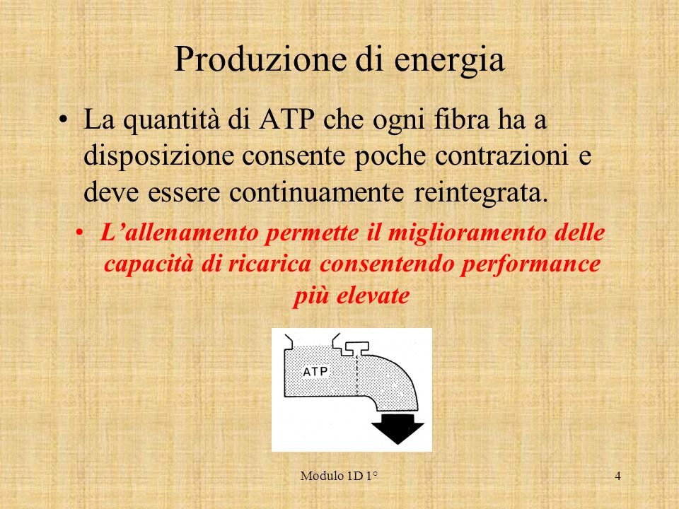 Produzione di energia La quantità di ATP che ogni fibra ha a disposizione consente poche contrazioni e deve essere continuamente reintegrata.