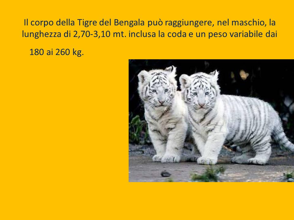 Il corpo della Tigre del Bengala può raggiungere, nel maschio, la lunghezza di 2,70-3,10 mt.