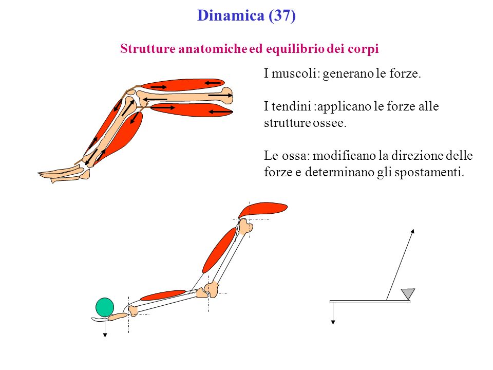 Dinamica (37) Strutture anatomiche ed equilibrio dei corpi