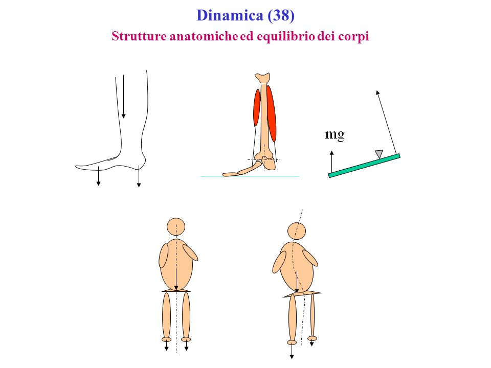 Dinamica (38) Strutture anatomiche ed equilibrio dei corpi