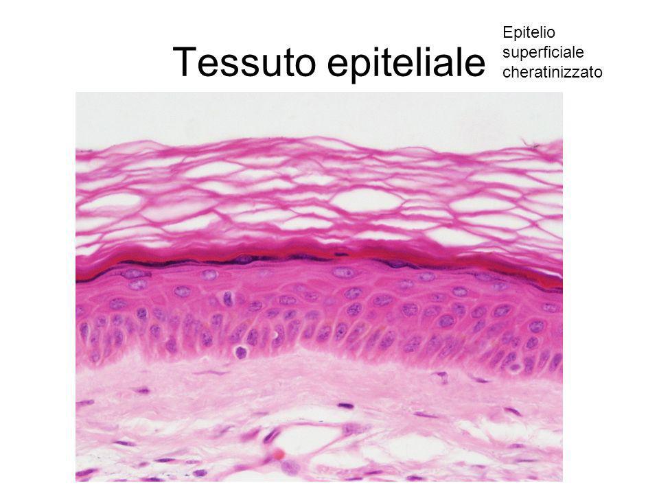 Tessuto epiteliale Epitelio superficiale cheratinizzato