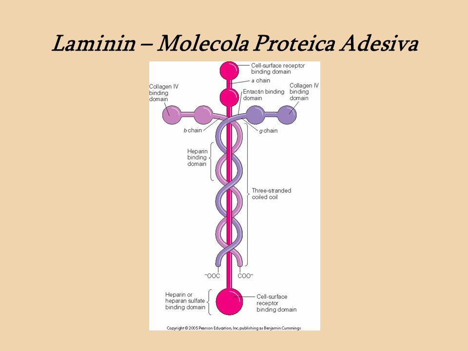 Laminin – Molecola Proteica Adesiva