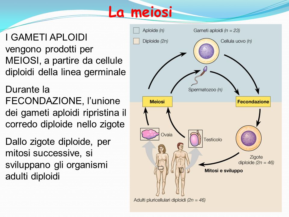 La meiosi I GAMETI APLOIDI vengono prodotti per MEIOSI, a partire da cellule diploidi della linea germinale.