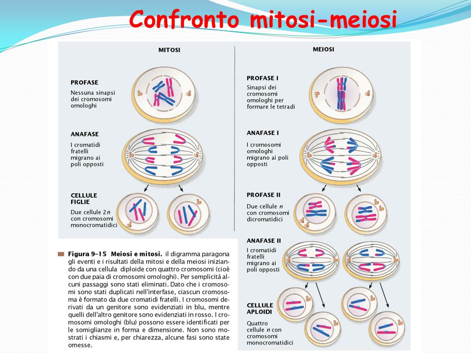 Confronto mitosi-meiosi