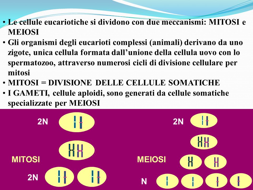 Le cellule eucariotiche si dividono con due meccanismi: MITOSI e MEIOSI