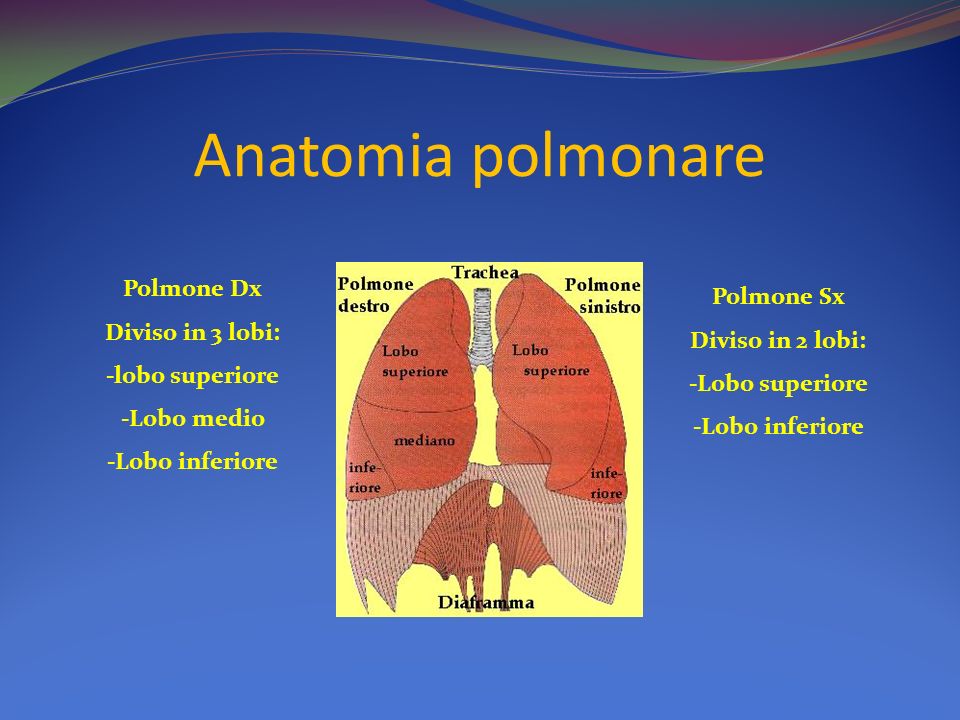 Anatomia polmonare Polmone Dx Polmone Sx Diviso in 3 lobi: