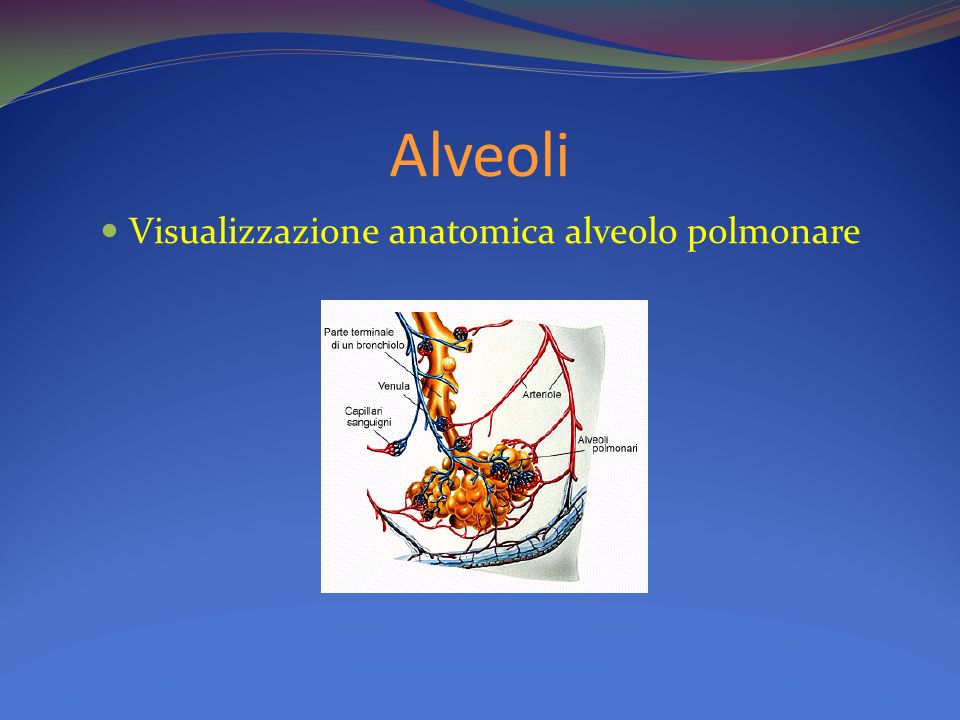Visualizzazione anatomica alveolo polmonare