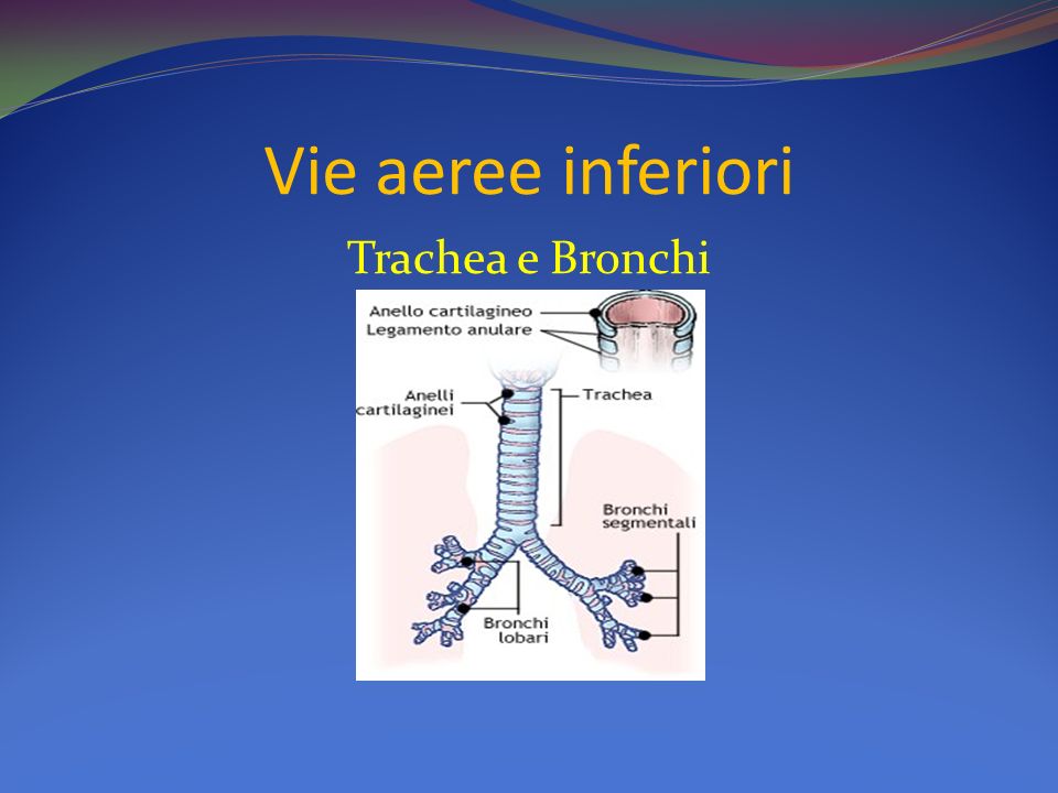 Vie aeree inferiori Trachea e Bronchi