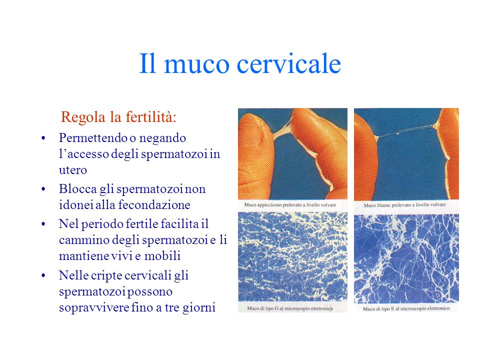 Il muco cervicale Regola la fertilità: