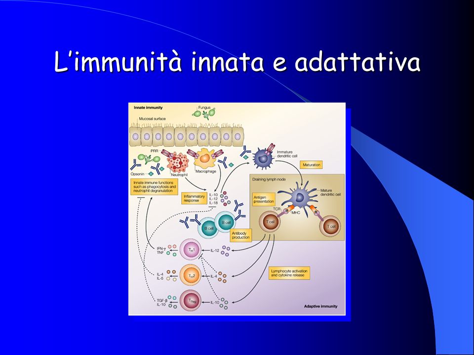 L’immunità innata e adattativa