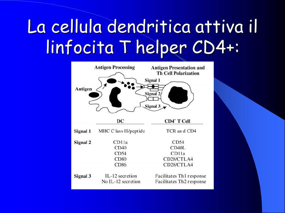 La cellula dendritica attiva il linfocita T helper CD4+:
